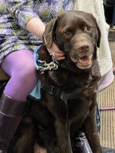 Bravehound Assistance Dog Clyde